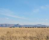Black wildebeest enjoy the open plains of the Free State.