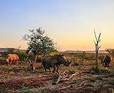 Rhinos encountered on safari.