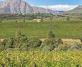 Mountains fringe the skirts of the Cape winelands.