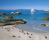 African pengins on the shores of Boulders Beach.