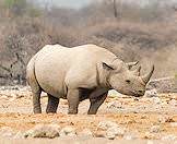 A black rhino in Etosha National Park.