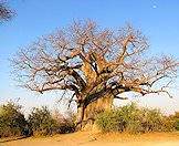 Baobab trees can become quite enormous.