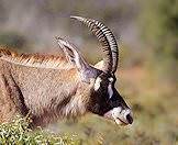 The roan antelope is a large species of antelope.