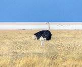 Ostriches enjoy the open plains of Namibia.