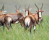 Bontebok are strikingly colorful.