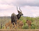 Nyala bulls grow darker with age.