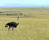 Ostriches are plains lovers.