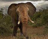 The African elephant is the world's largest land mammal.