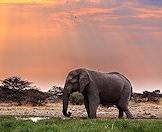 An elephant roams the landscape of the bushveld.