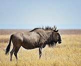 A blue wildebeest spotted on safari.