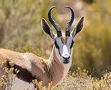 The springbok is the only true gazelle in Southern Africa.