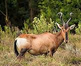 Red hartebeest are funny-looking, fast antelope.