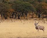 The kudu is one of the most handsome antelopes in Southern Africa.