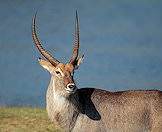 A large male waterbuck.