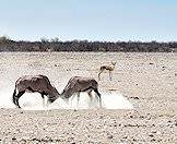 Gemsbok enjoy semi-arid and desert environments.