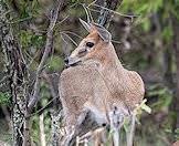 The common duiker is also known as the grey duiker.