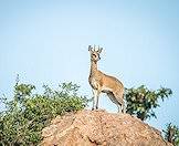 The klipspringer is an agile little antelope.