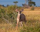 The greater kudu is one of the most handsome antelopes on the continent.