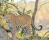 Leopards are highly efficient climbers.