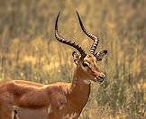 Impalas occur widely across Southern Africa.