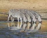 Burchell's zebra is the most common subspecies of zebra.