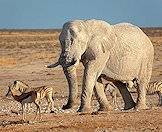 Etosha's desert elephants are often smaller than their southeastern counterparts