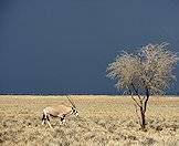 A gemsbok in Etosha National Park.