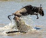 A crocodile hunting a blue wildebeest.