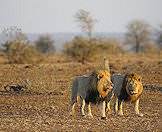 Two male lions wander through the bush.