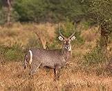 Waterbucks are never found far from water sources.