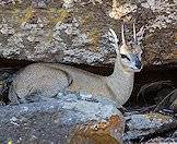 Klipspringers enjoy rocky landscapes.