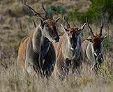 The eland is the largest antelope in Southern Africa.