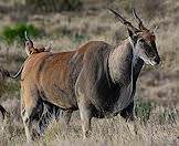 Elands are massive, ox-like antelopes.