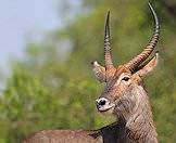 Only waterbuck bulls carry horns.