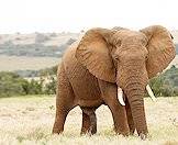 An elephant bull puts on a display of dominance.