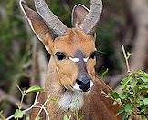 Only bushbuck rams carry horns.