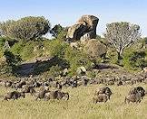 Vast herds of blue wildebeest occur across the continent.