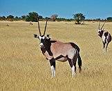 A pair of gemsbok enjoying the spoils of the grasslands.