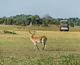 Red lechwes are indigenous to Botswana and the Caprivi.