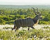 The greater kudu enjoys a variety of woodland environments.