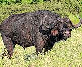 The Cape buffalo forms part of the Big Five.