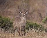 A waterbuck makes eye contact with the camera.