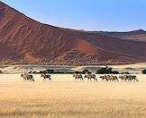 A herd of gemsbok against the dramatic backdrop of Sossusvlei.