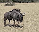 A lone blue wildebeest.