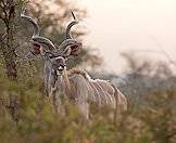 Kudus prefer woodland environments.