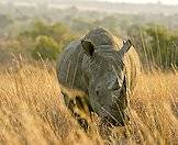 A white rhino approaches through the grass.
