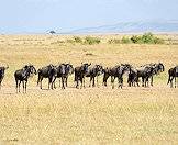 A small herd of blue wildebeest.