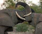 A clash between two elephants.