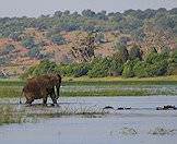 Elephants are water-lovers.