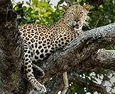 A leopard languishing in a tree.
